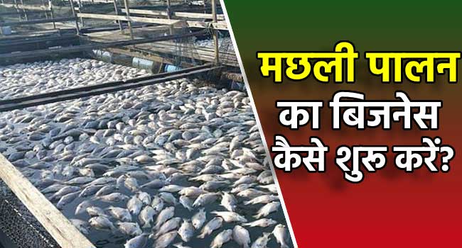 Fish Farming Business Plan in Hindi
